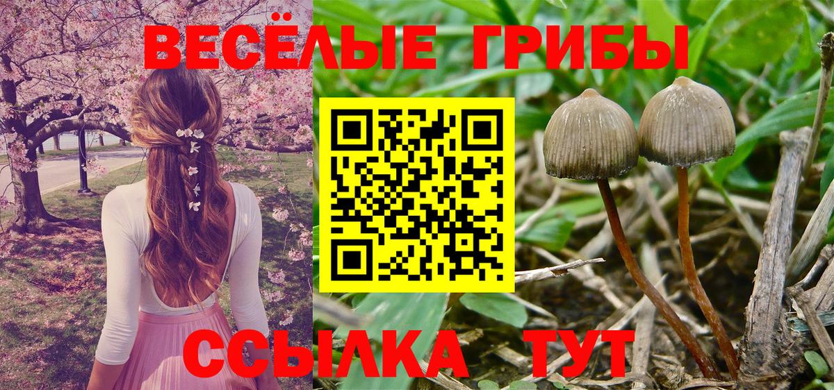 Мурино  Галлюциногенные грибы ЛСД  Вход с VPN  Псилоцибиновые грибы GOLDEN TEACHER 